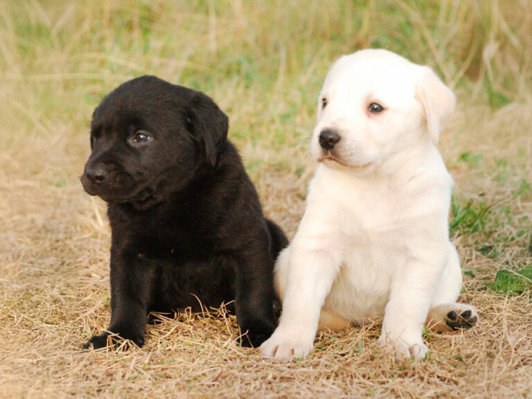 Labrador