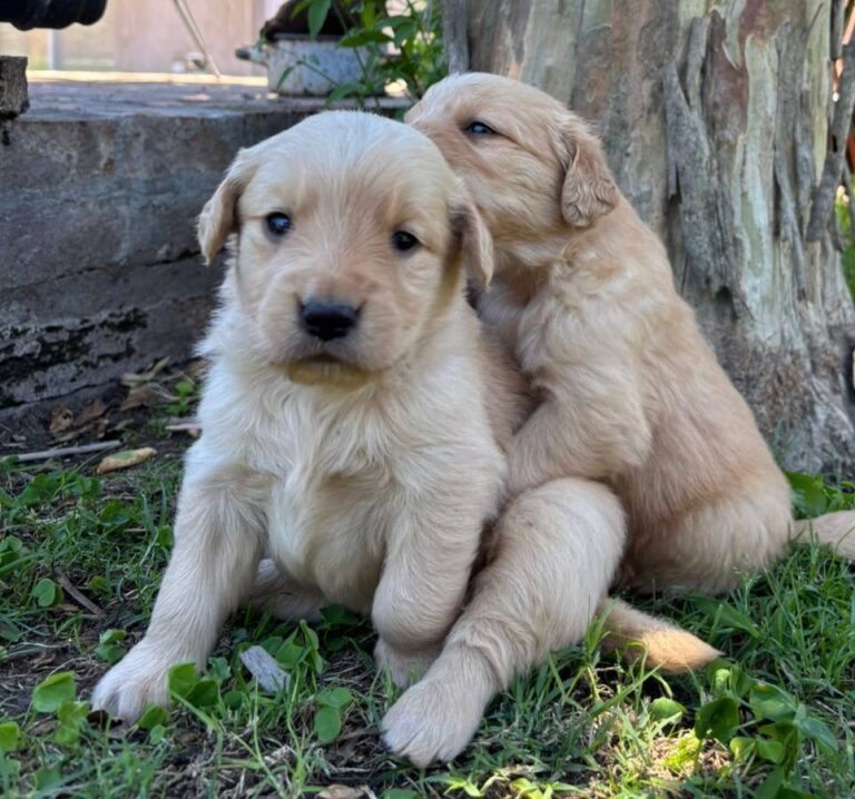 Nuevas camadas de GOLDEN RETRIEVER