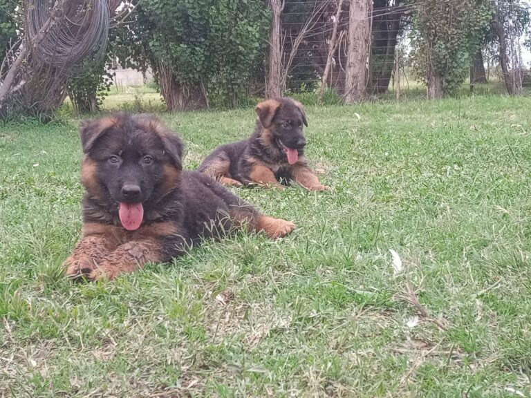 HERMOSOS CACHORROS OVEJERO ALEMAN