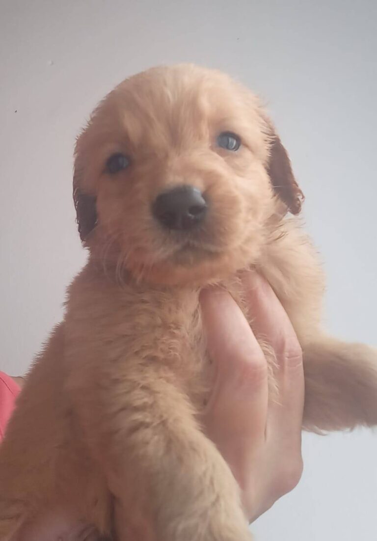 GOLDEN RETRIEVER