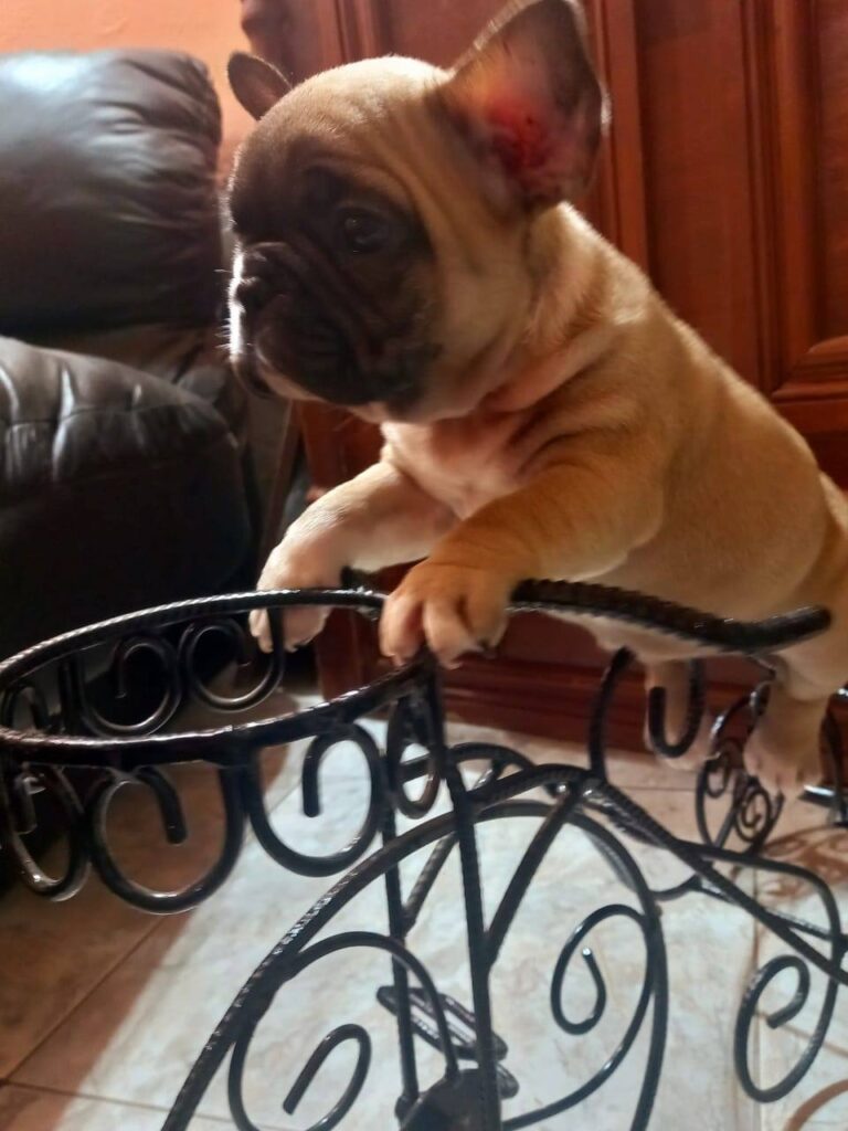 HERMOSOS CACHORROS VARIAS RAZAS DISPONIBLES