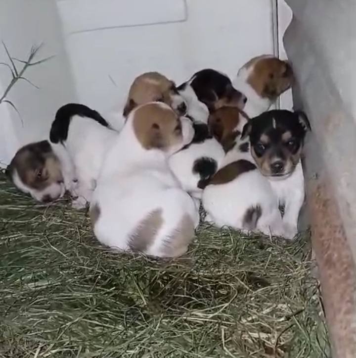 JACK RUSSEL TERRIER AMBOS SEXOS
