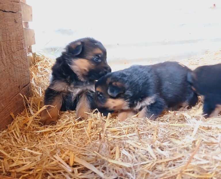 HERMOSOS CACHORROS OVEJERO ALEMAN