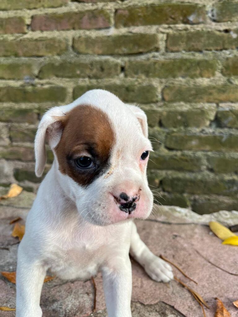 BOXER CACHORROS AMBOS SEXOS