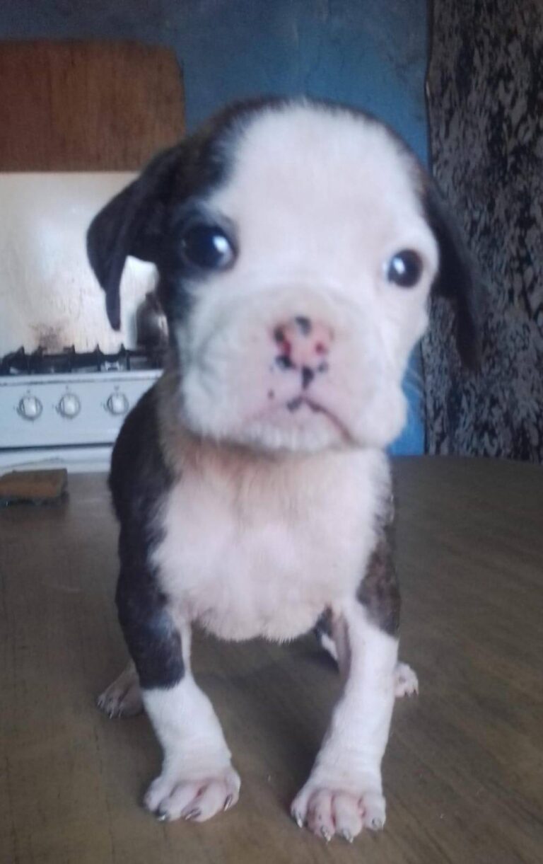 BOXER CACHORRO MACHO