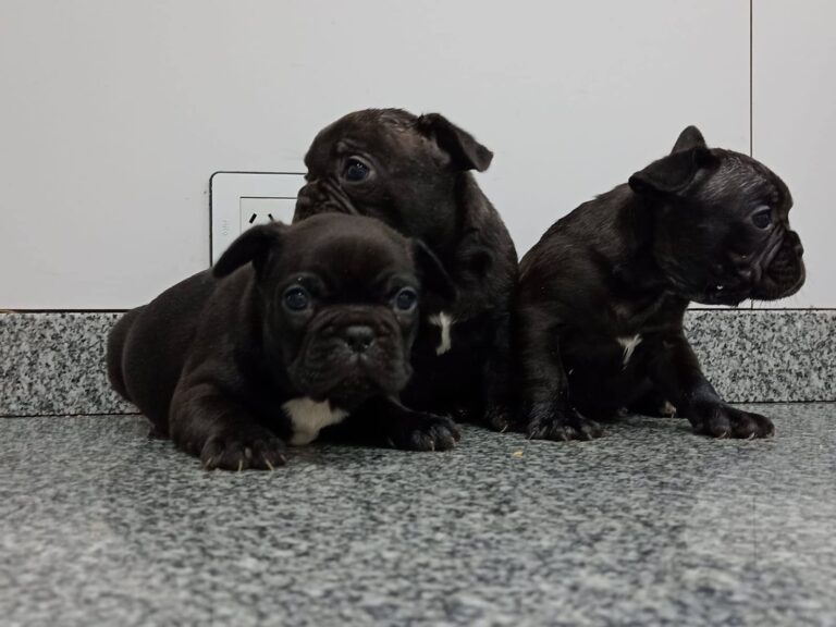 BULLDOG FRANCES CON PEDIGREE