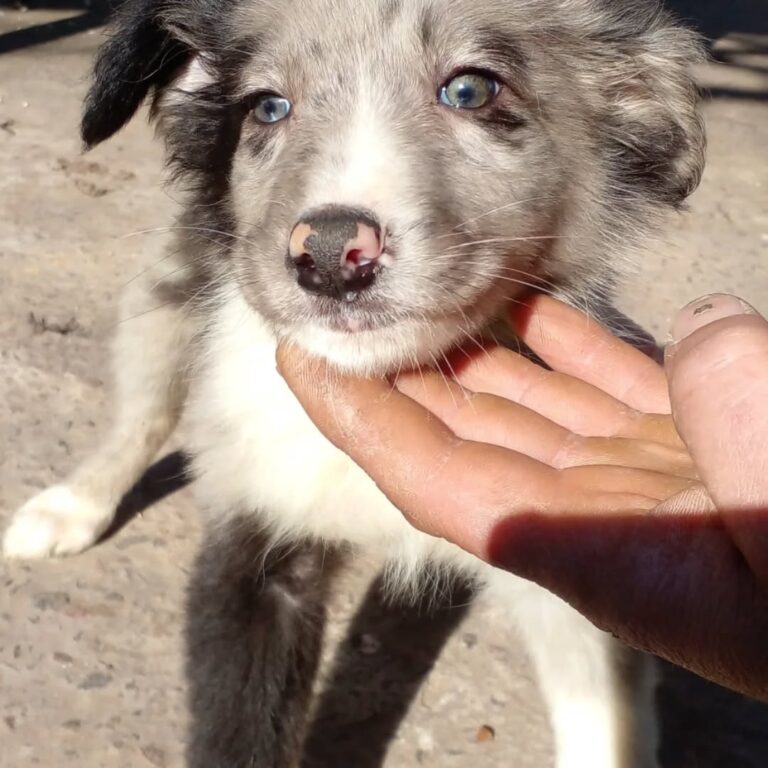 CACHORROS BORDER COLLIE MERLE Y CORBATA NEGRO Y BLANCO AMBOS SEXOS