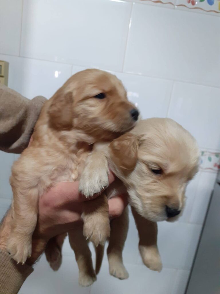 CACHORROS GOLDEN MACHOS Y HEMBRAS