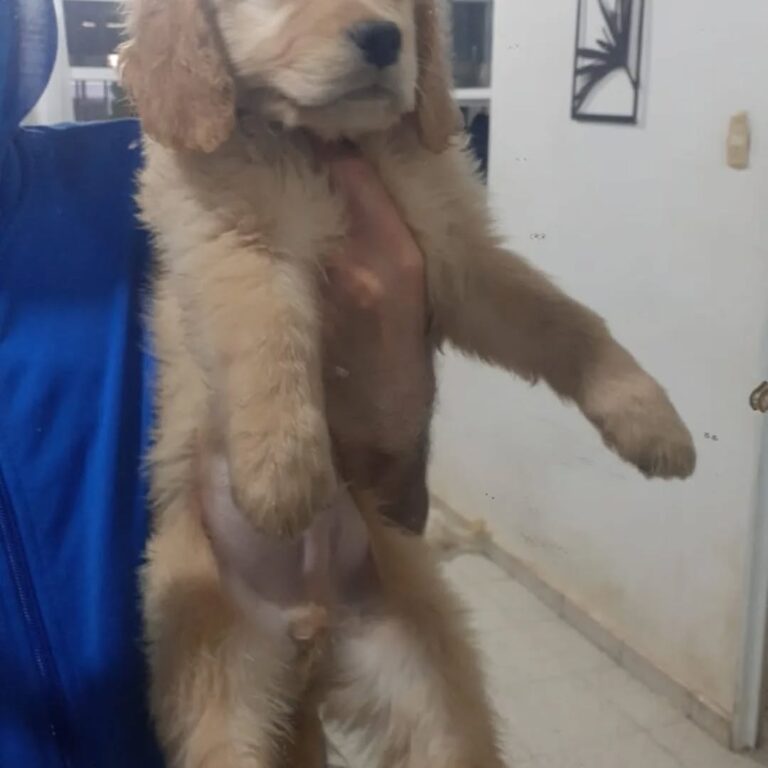 CACHORROS GOLDEN MACHOS Y HEMBRAS