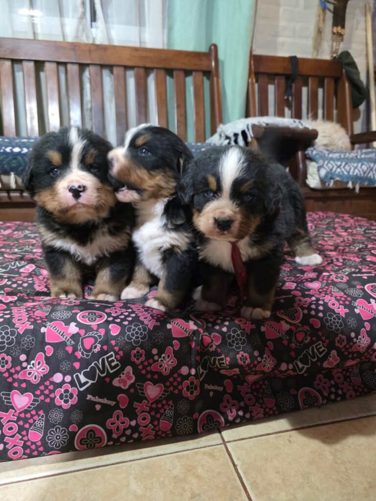 CACHORROS BOYERO DE BERNA