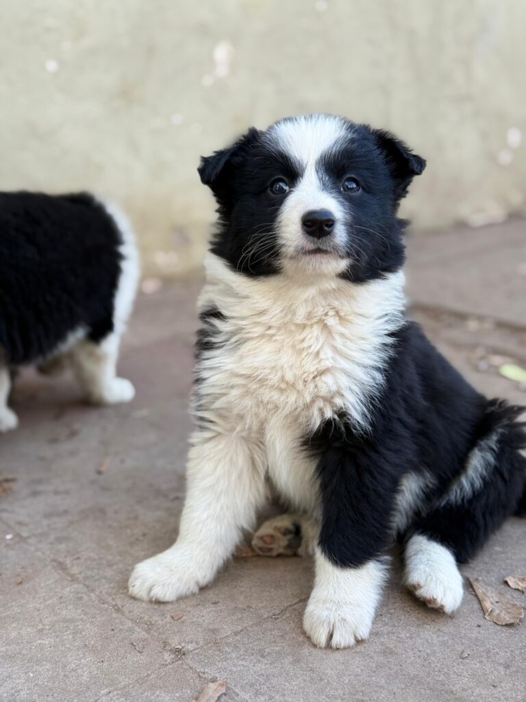 CACHORROS BORDER COLLIE AMBOS SEXOS