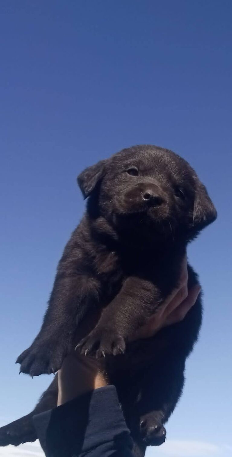 LABRADOR MACHOS