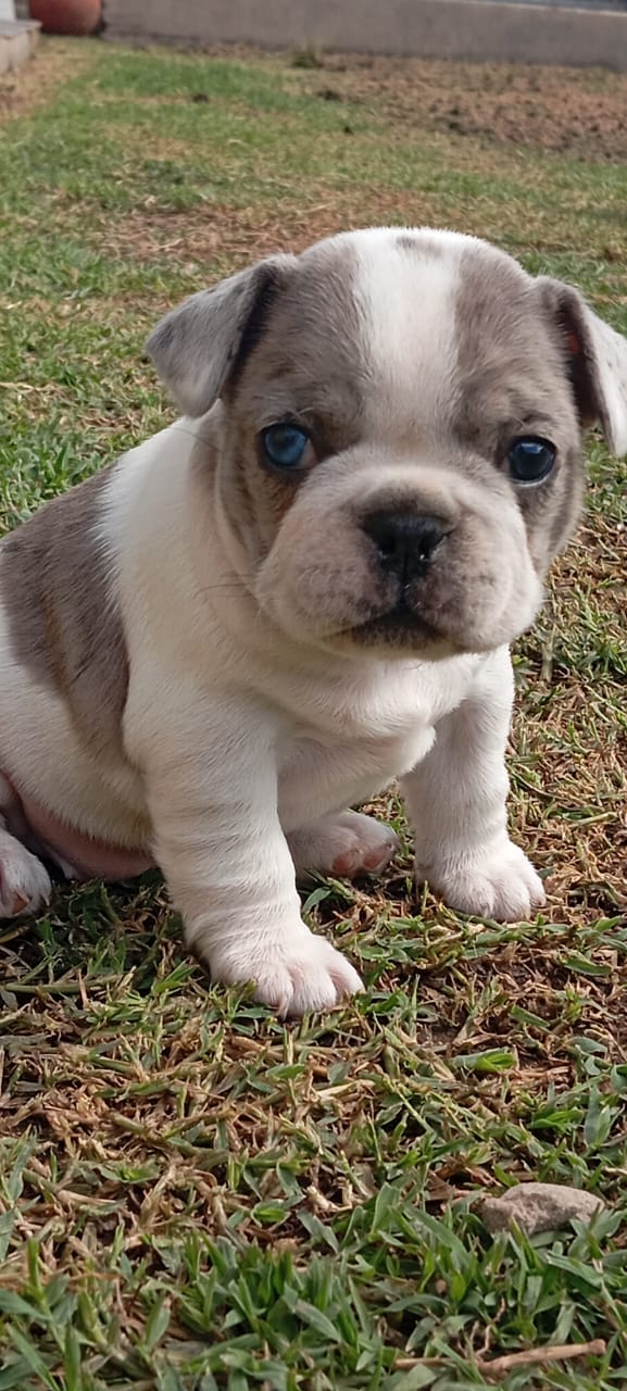 CACHORROS BULLDOG FRANCES