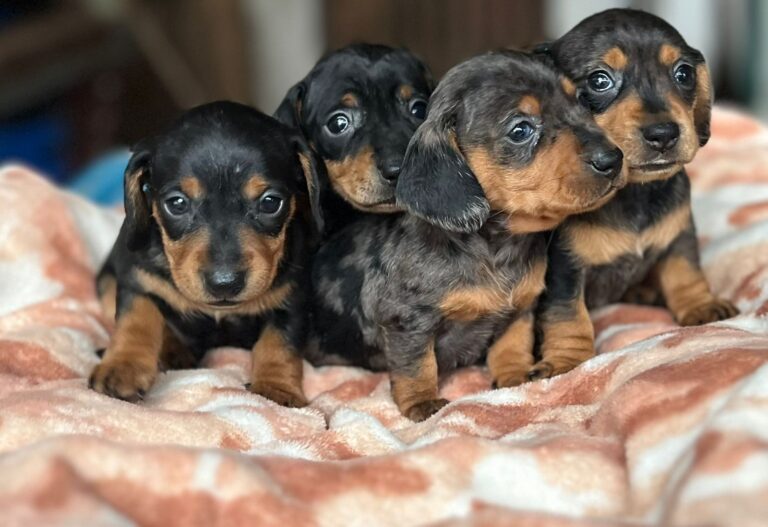 SALCHICHAS MINI AMBOS SEXOS