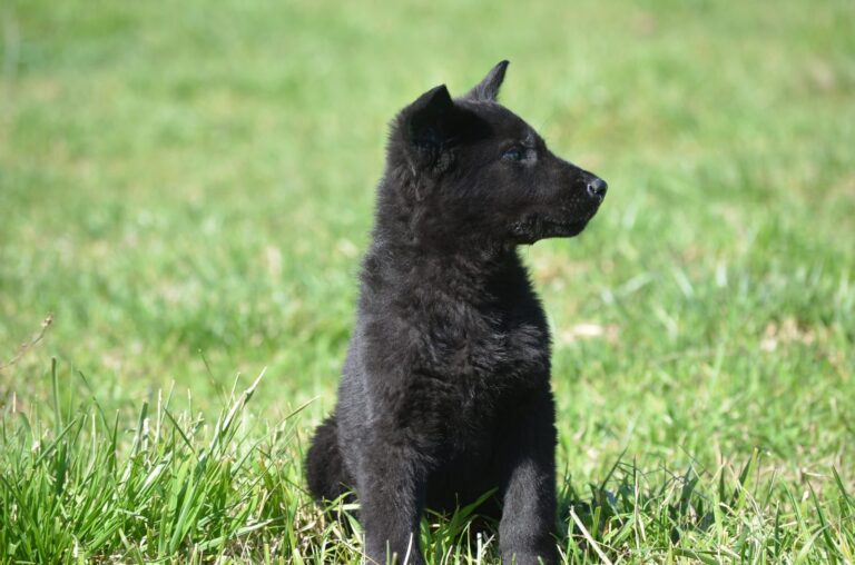 CACHORROS OVEJERO ALEMAN LINEA DE TRABAJO CON PEDIGREE AMBOS SEXOS