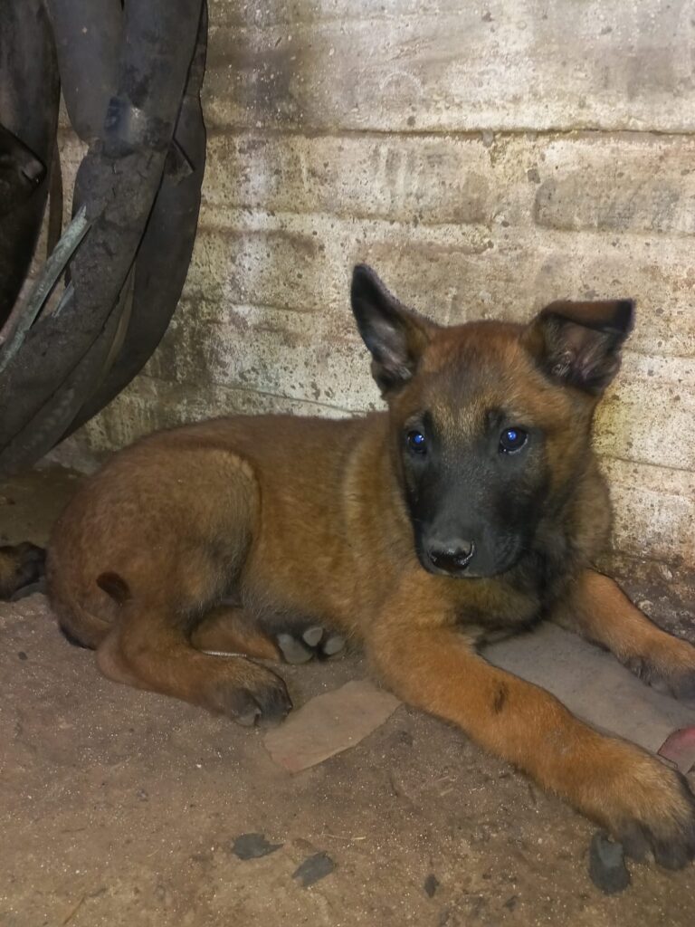 CACHORROS OVEJERO BELGA MALLINOIS