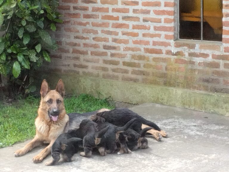 OVEJERO ALEMÁN AMBOS SEXOS