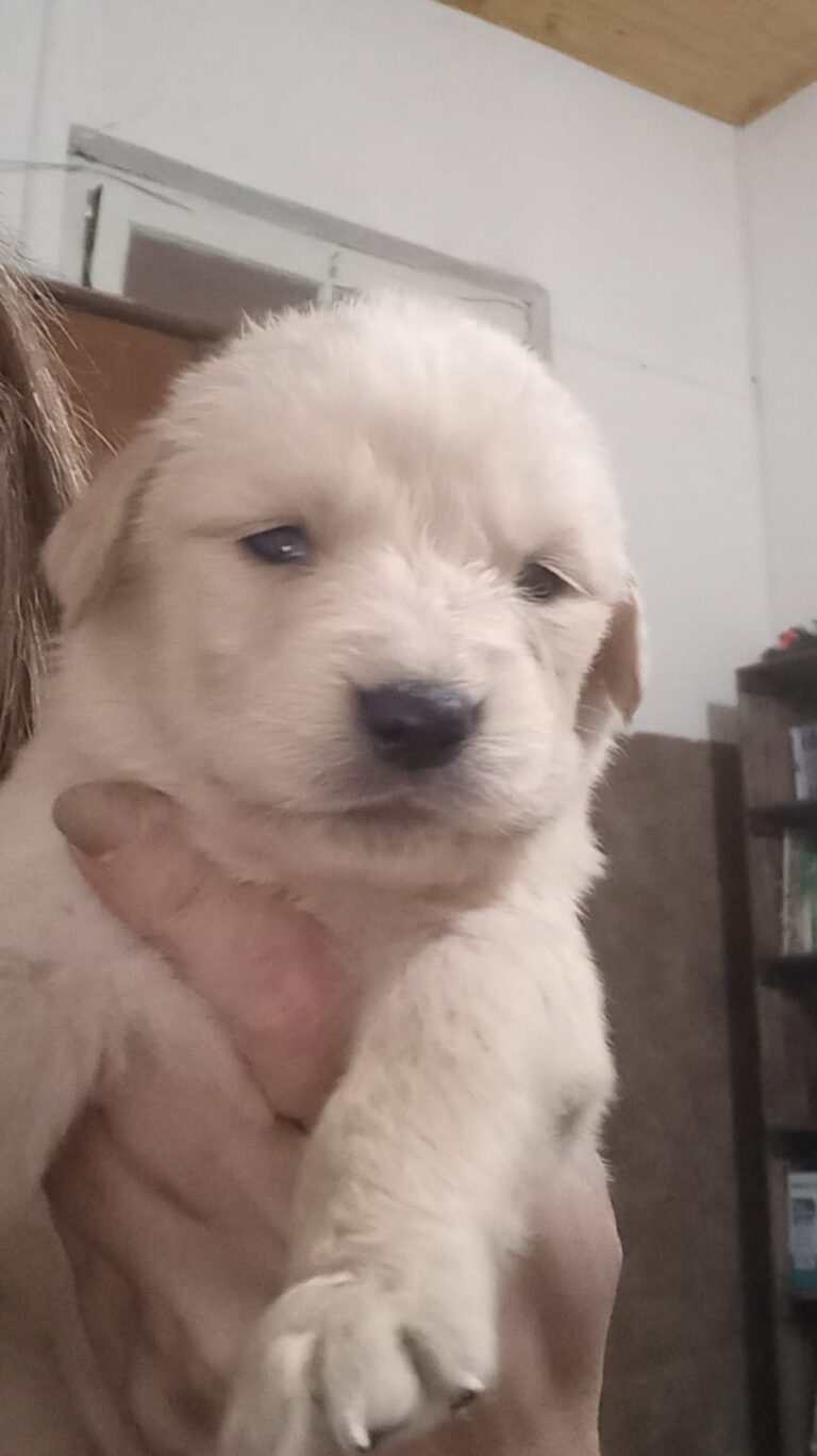 GOLDEN RETRIEVER HEMBRAS