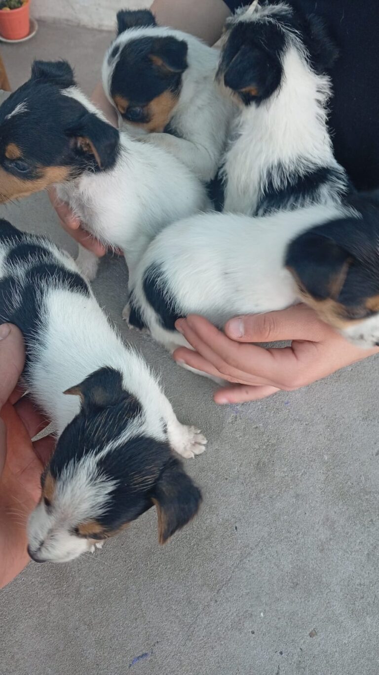 FOX TERRIER AMBOS SEXOS