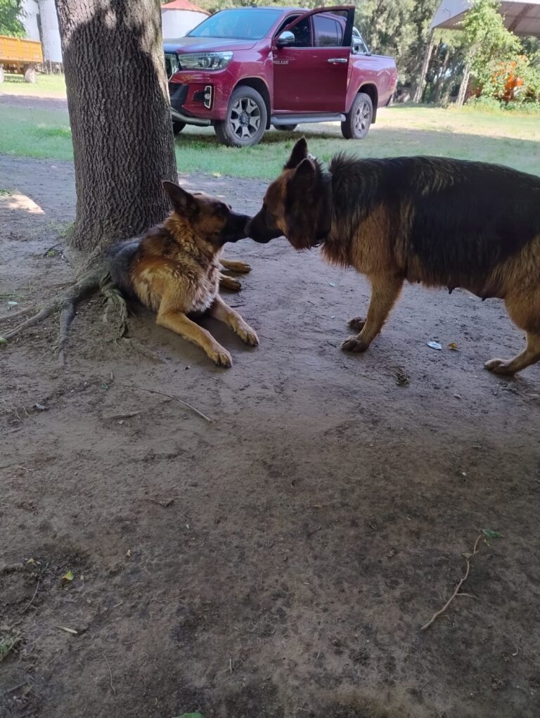 EXCELENTES CACHORROS OVEJERO ALEMÁN