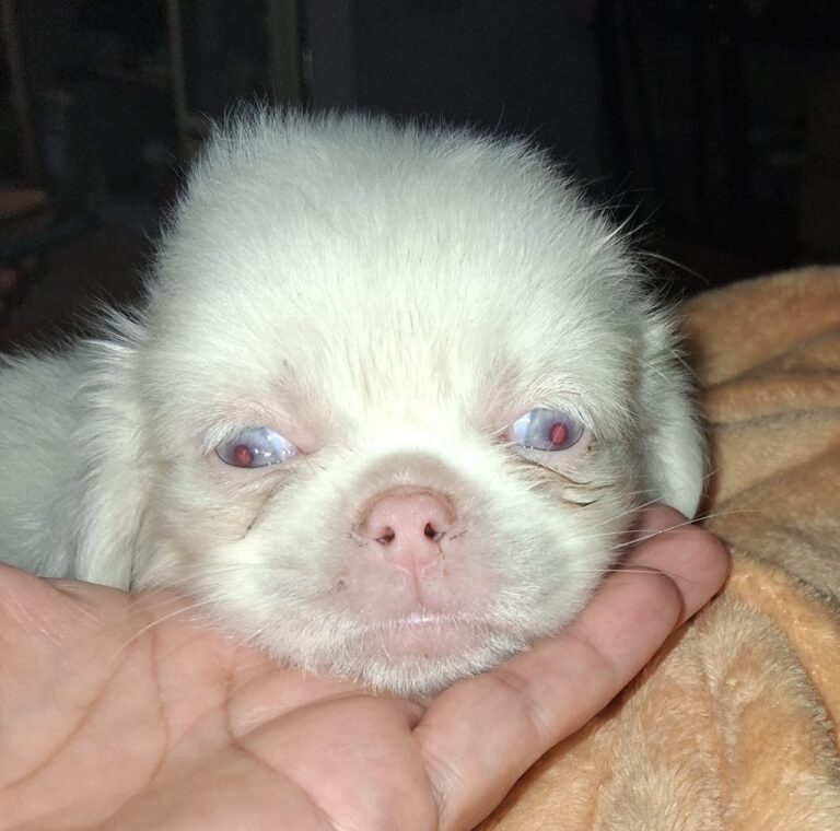PEKINES ALBINO  AMBOS SEXOS
