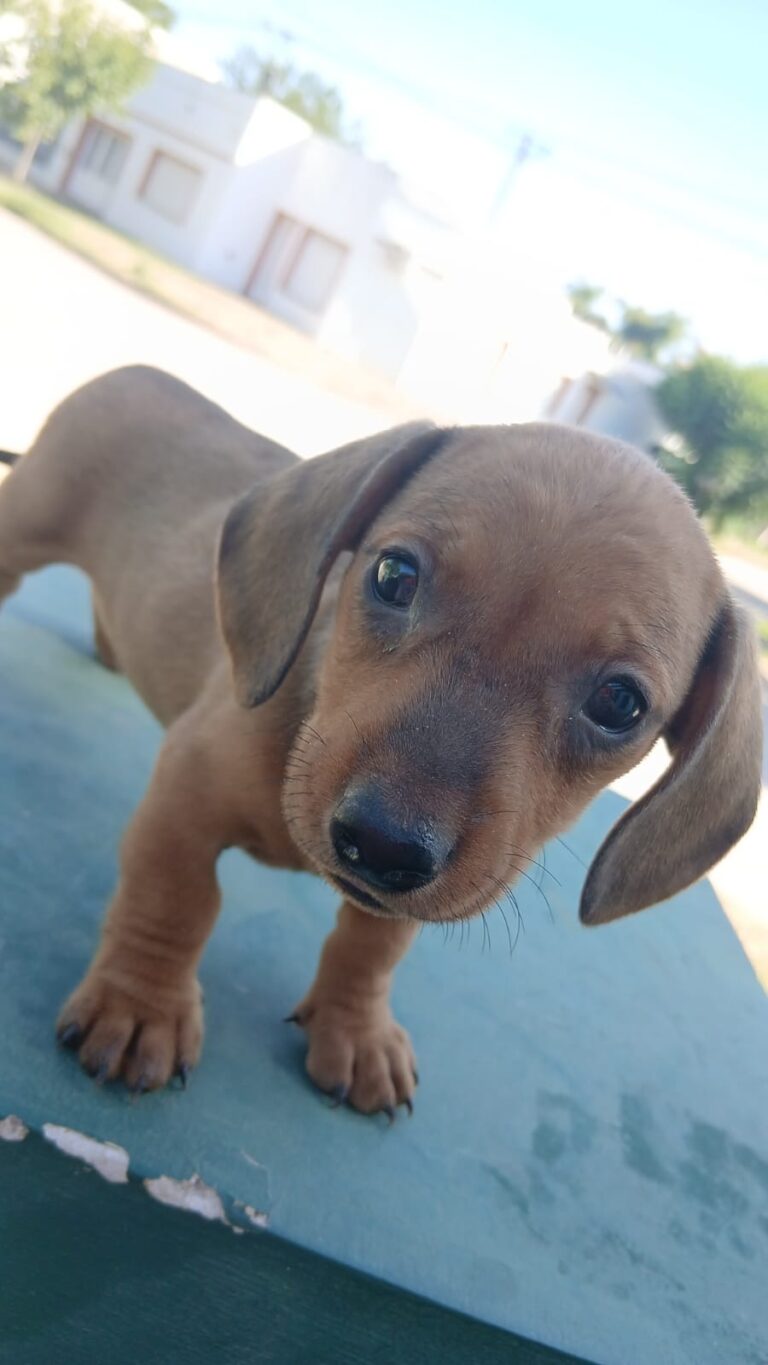 SALCHICHAS MINI MACHOS