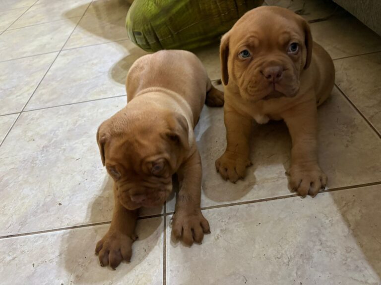 DOGO DE BURDEOS MACHOS