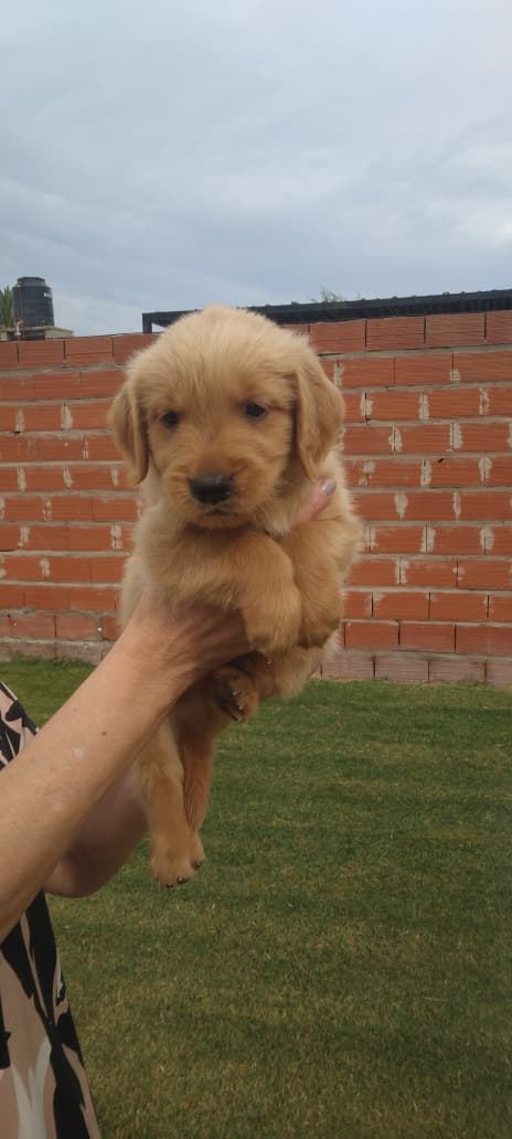CACHORRO GOLDEN RETRIEVER MACHO