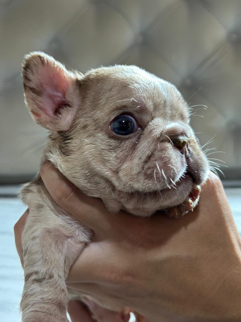 BULLDOG FRANCES MACHOS Y HEMBRAS BIEN PEQUEÑOS