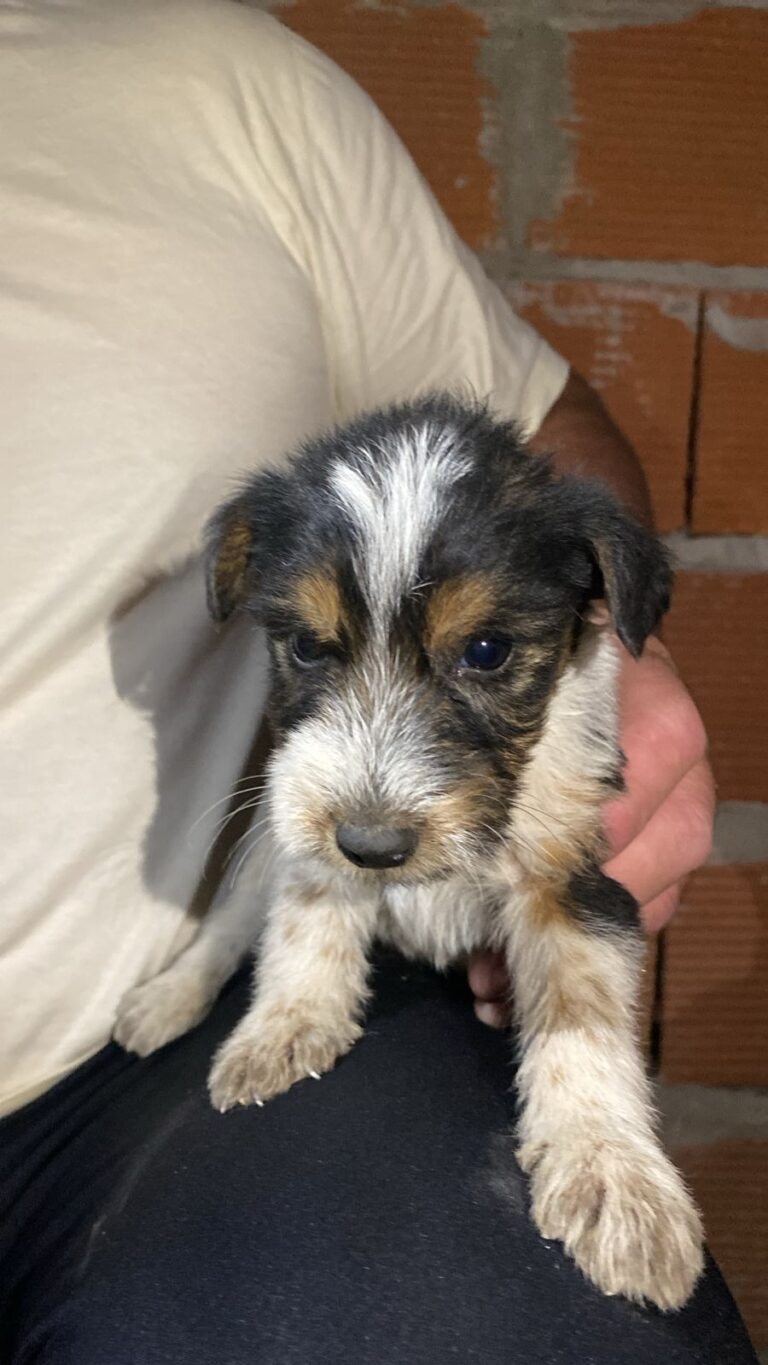 FOX TERRIER  AMBOS SEXOS