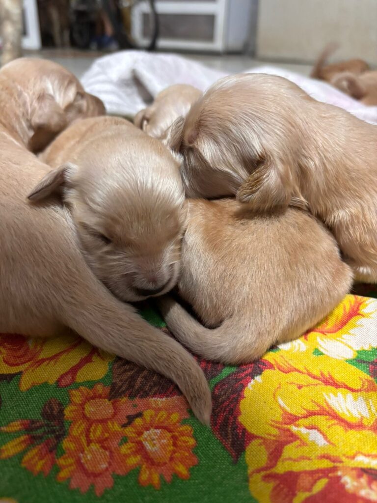 GOLDEN RETRIEVER AMBOS SEXOS