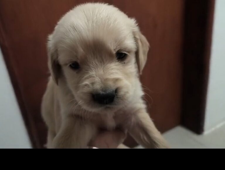 GOLDEN RETRIEVER