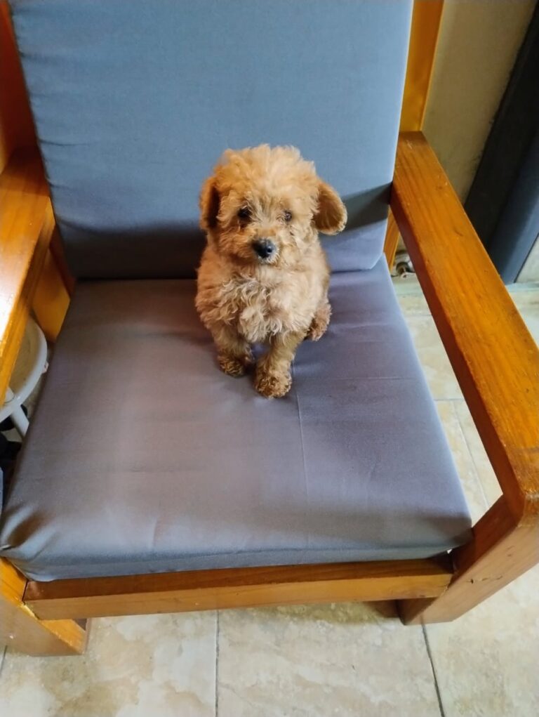 CANICHE TOY APRICOT MACHO