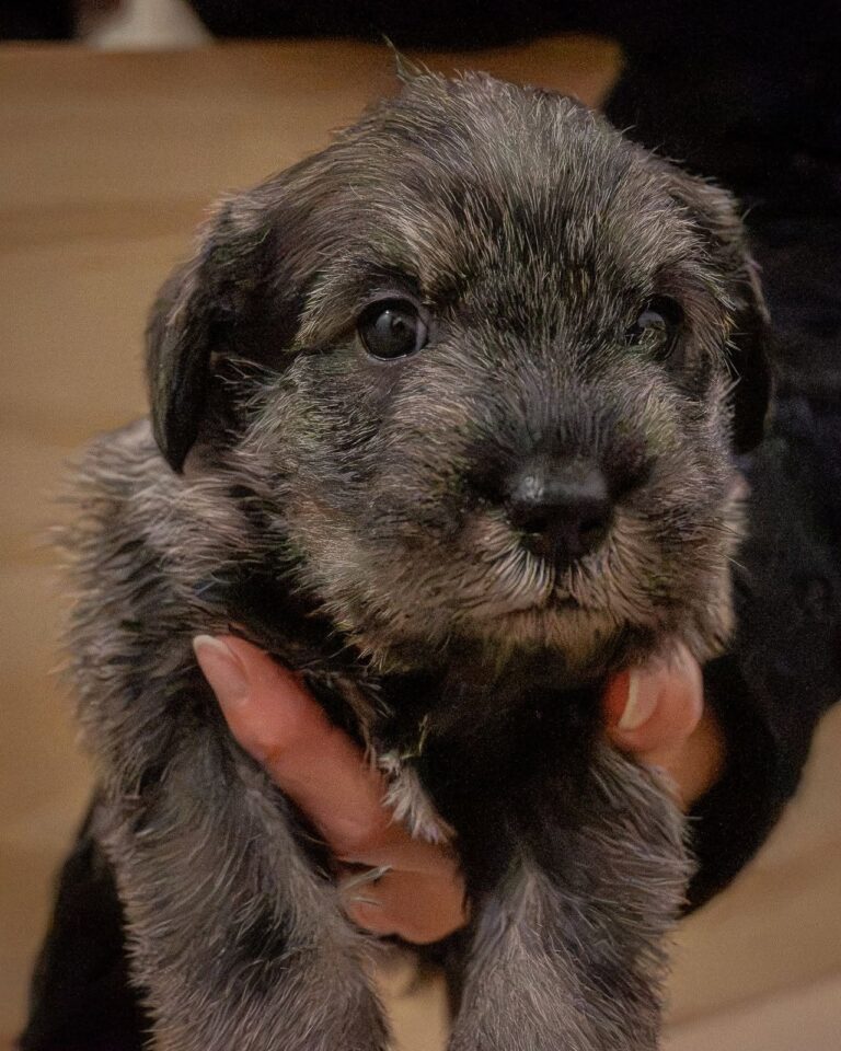 SCHNAUZER MEDIANOS SAL Y PIMIENTA