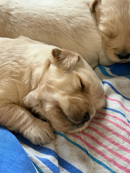 GOLDEN RETRIEVER HEMBRAS