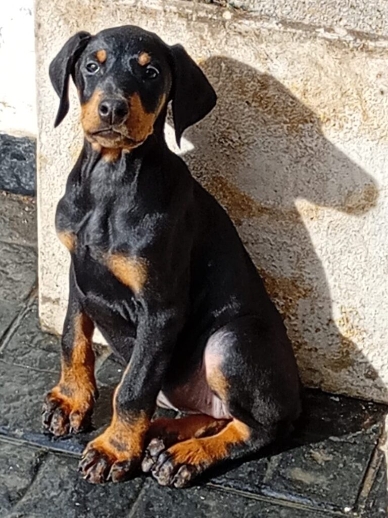 DOBERMANN CACHORROS