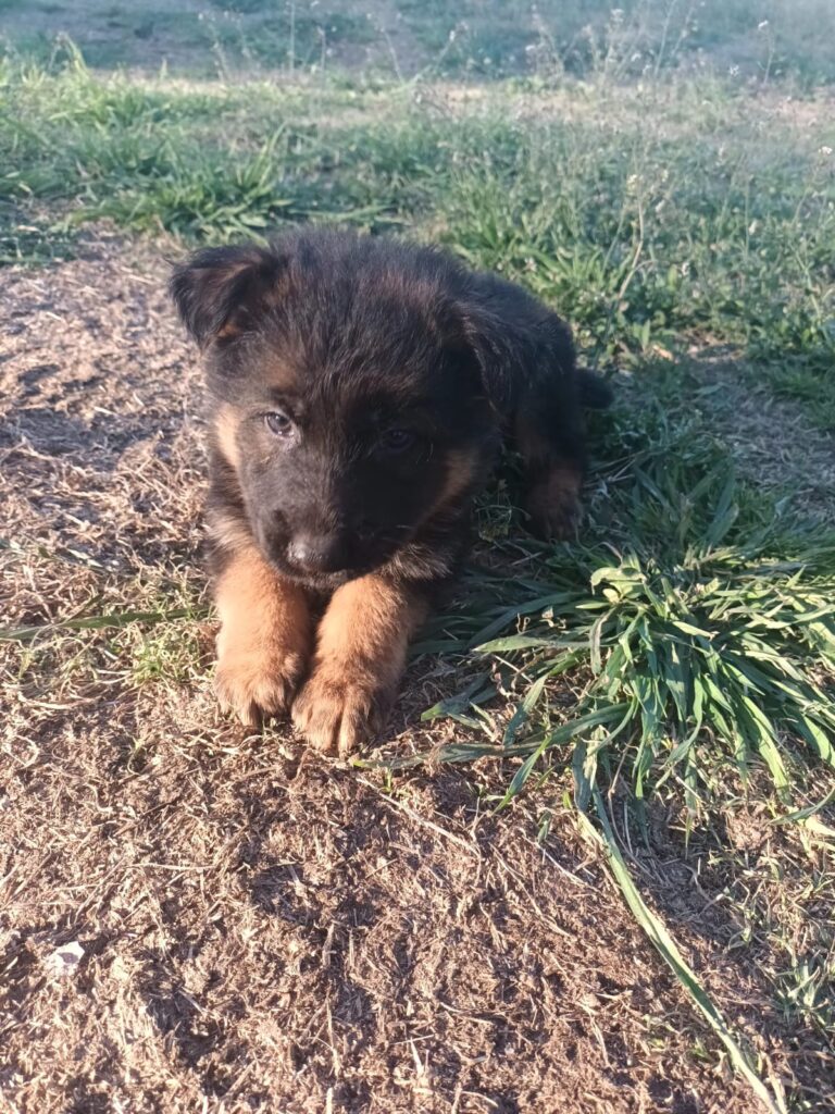 OVEJEROS ALEMANES CACHORROS