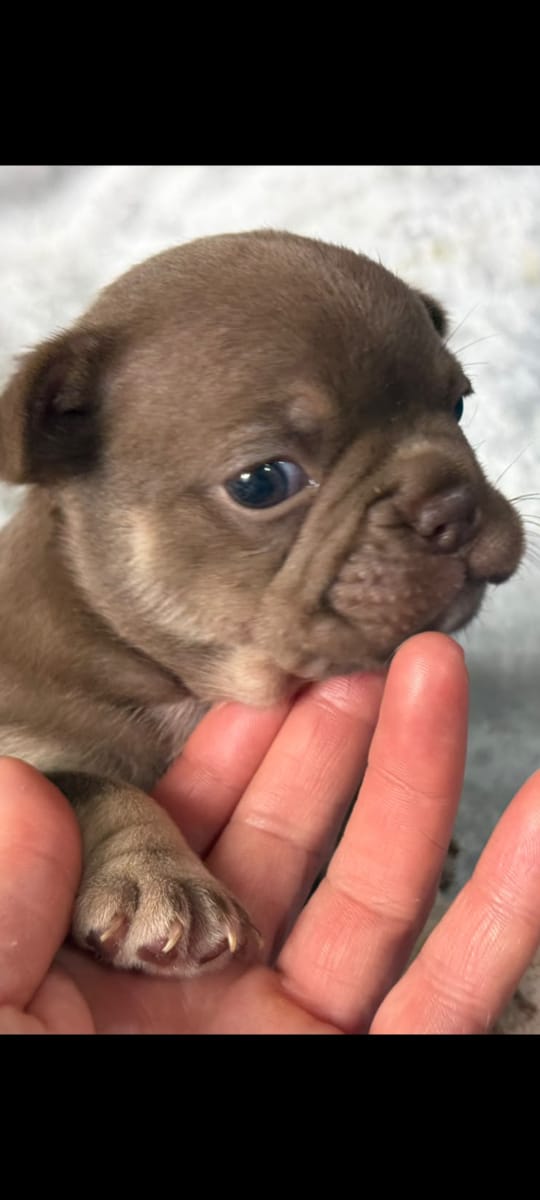 BULLDOG FRANCES AMBOS SEXOS