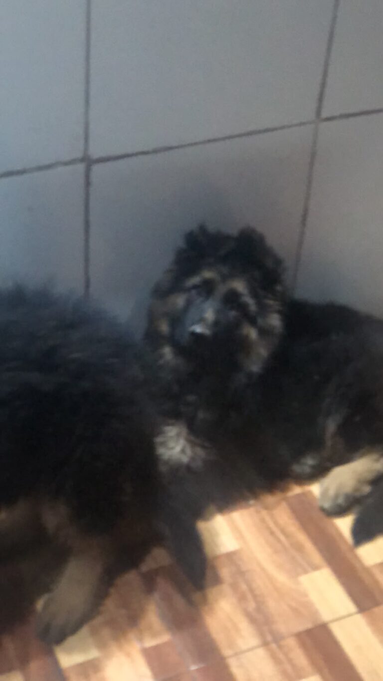 OVEJEROS ALEMANES CACHORROS